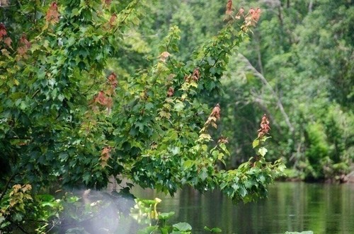 Red maple tree - red, |