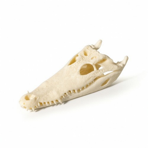 Skull bone like alligator - alligator, head