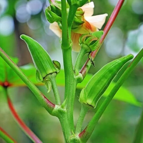 Bhindi seeds vegetable - bhindi,