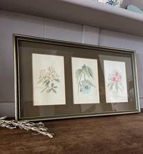 Vintage 3 Botanical Floral Watercolours Framed