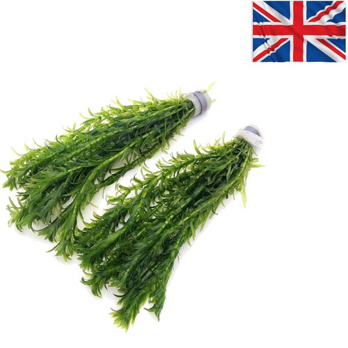 Strands egeria densa - 20,
