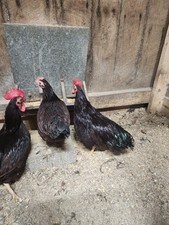 8+ Rhode Island Red Bantam