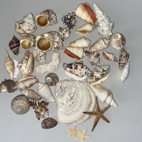 Shells mixed sea - shells,