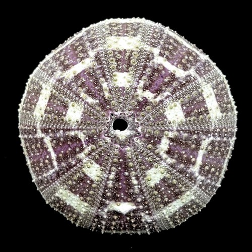 Extra large sea urchin - large,