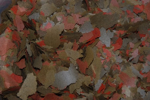 Aquarium cichlid malawi flake - cichlid,