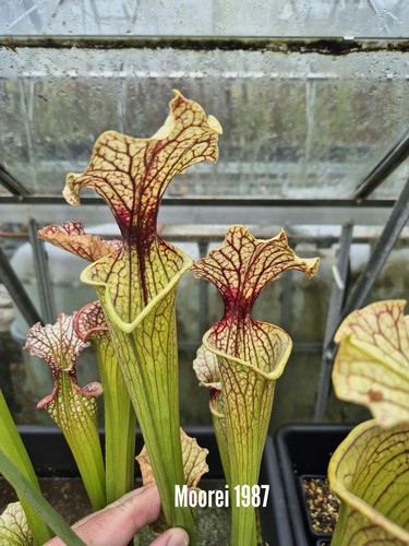 Sarracenia moorei 1987 - sarracenia,
