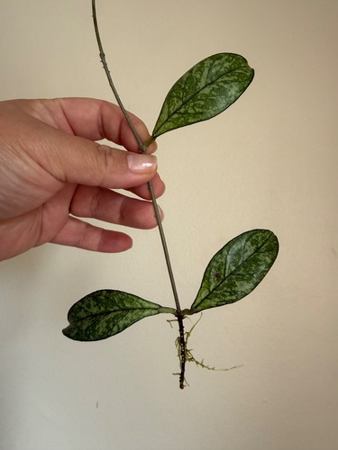 Hoya crassipetiolata splash