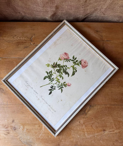 Vintage french botanical rose - french,