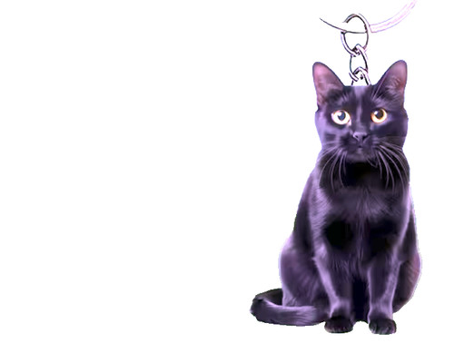 Adorable black kitten cat - cat, 2d