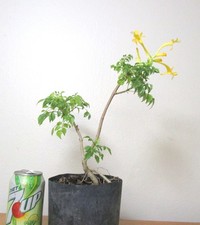 Yellow honeysuckle for unique