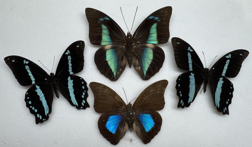 Real butterfly specimens x4 - butterfly,