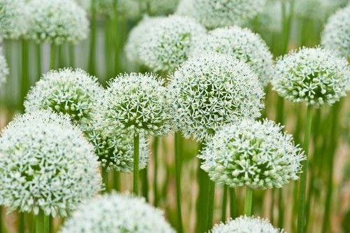 Giant allium mount everest - 5,