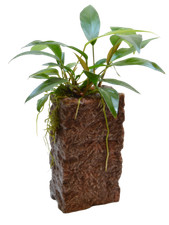 Aquarium Deco STONE L with ANUBIAS LIVE PLANT EU Grown Shrimp & Snail Safe