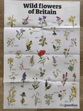 The Guardian WILD FLOWERS