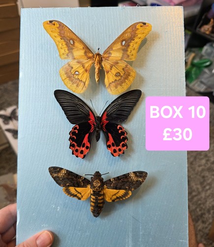 Starter box 10 - starter,