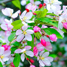 Malus floribunda | Japanese