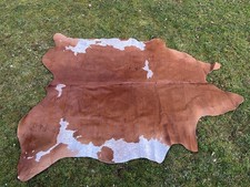 New real domestic cow bos - domestic,