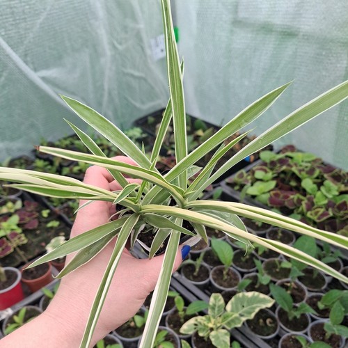 Spider plant chlorophytum - spider, (chlorophytum