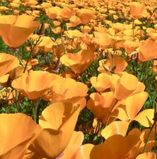 1100x California Poppy Golden