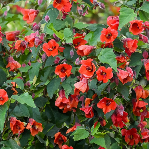 Abutilon red trumpet - trumpet, approx