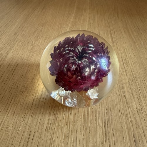 Hippocampus embedments - hippocampus,