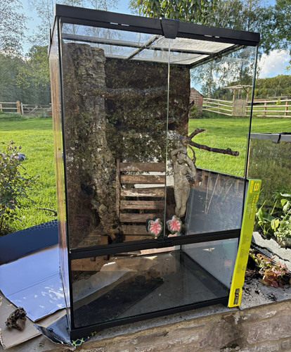 Glass reptile vivarium - reptile,