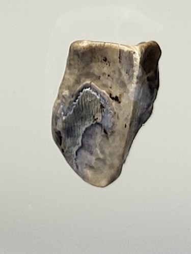 Edmontosaurus tooth hell creek - tooth,