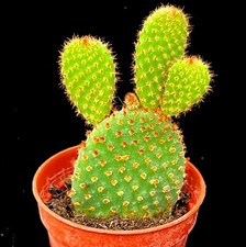 Opuntia Rufida Red