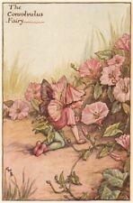 Convolvulus Fairy by Cicely Mary Barker. Summer Flower Fairies c1935 old print