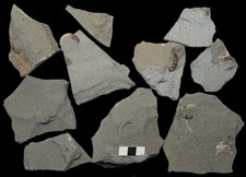 10 unprepared ammonite