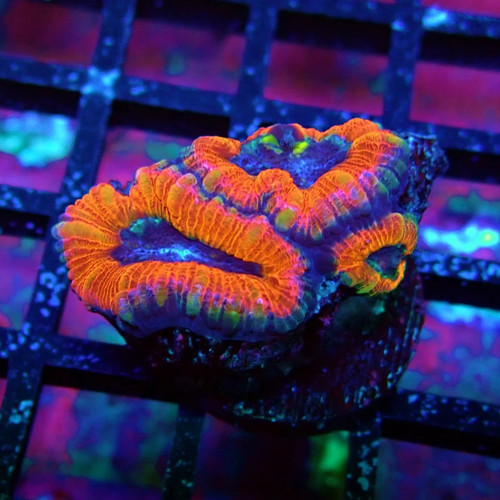 Wysiwyg acan lord coral - wysiwyg,