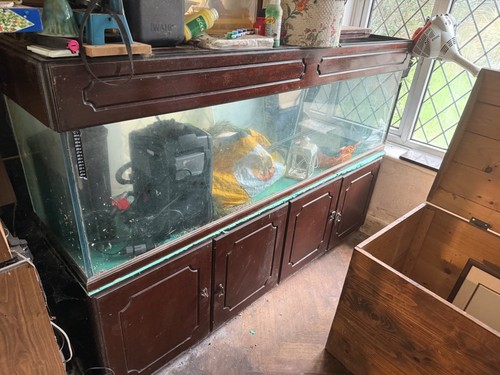 Fish tank - fish,