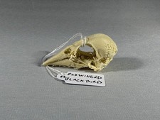 Replica animal bird skull Red
