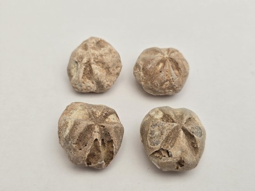 Set echinoid fossil - of, 4