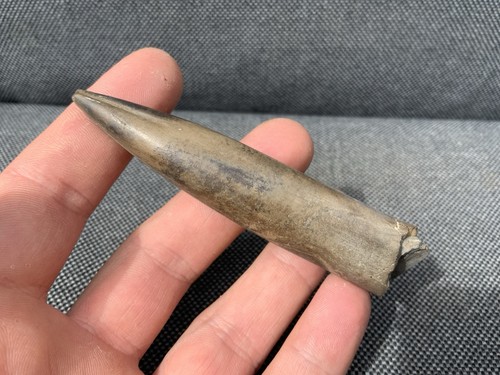 Fossil belemnite jurassic - fossil, (jurassic