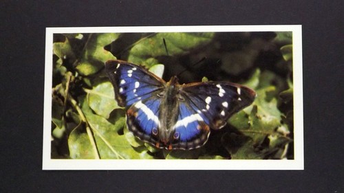 Grandee cigar card - grandee,