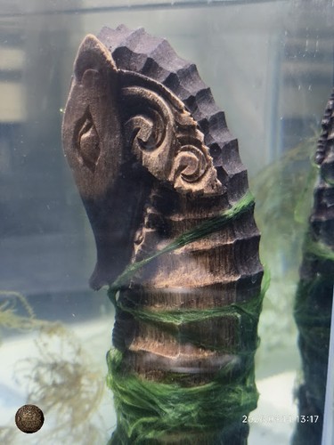 Sea horse aquarium carved - sea,