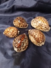 Collection of 5 Large TIGER