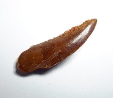 Great dinosaur fossil - dinosaur,