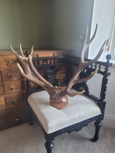 Unusual taxidermy stag - taxidermy, deer