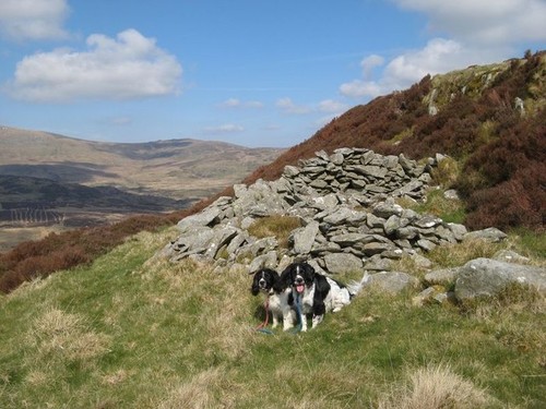 Photo 6x4 sheep shelter - 6x4,
