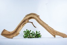 Manzanita Aquarium Driftwood