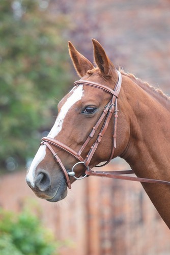 Shires avignon padded raised - avignon,