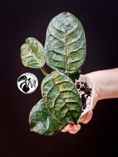 Hoya Villosa FULL PLANT