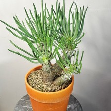 Tylecodon wallichii | Rare
