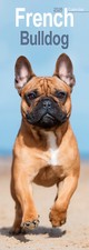 French Bulldog Slim 2026