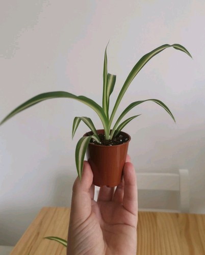 Spider plants chlorophytum - plants, (chlorophytum