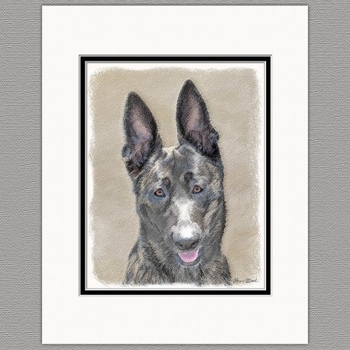 Dutch shepherd dog - dog, original