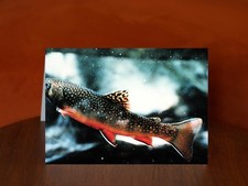 Brook Trout - A5 Photography Card, Blank Inside