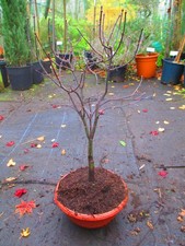 28inch inc. pot OUTDOOR Bonsai Tree Japanese Maple - RED LEAF Acer Bloodgood